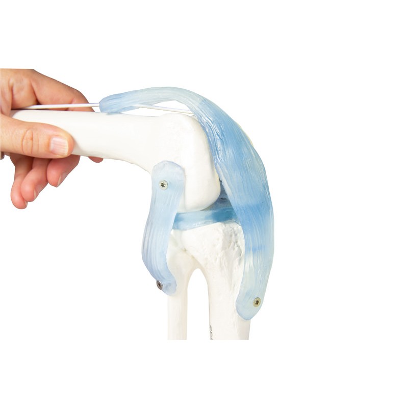 Knee Joint Model with Ligaments MedicalSupplies.co.uk